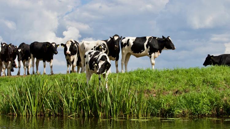 cows at river