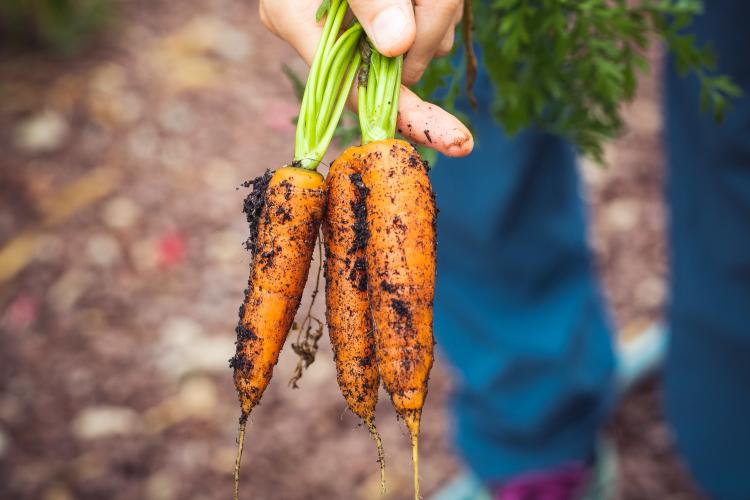 harvested carrots harvested carrots