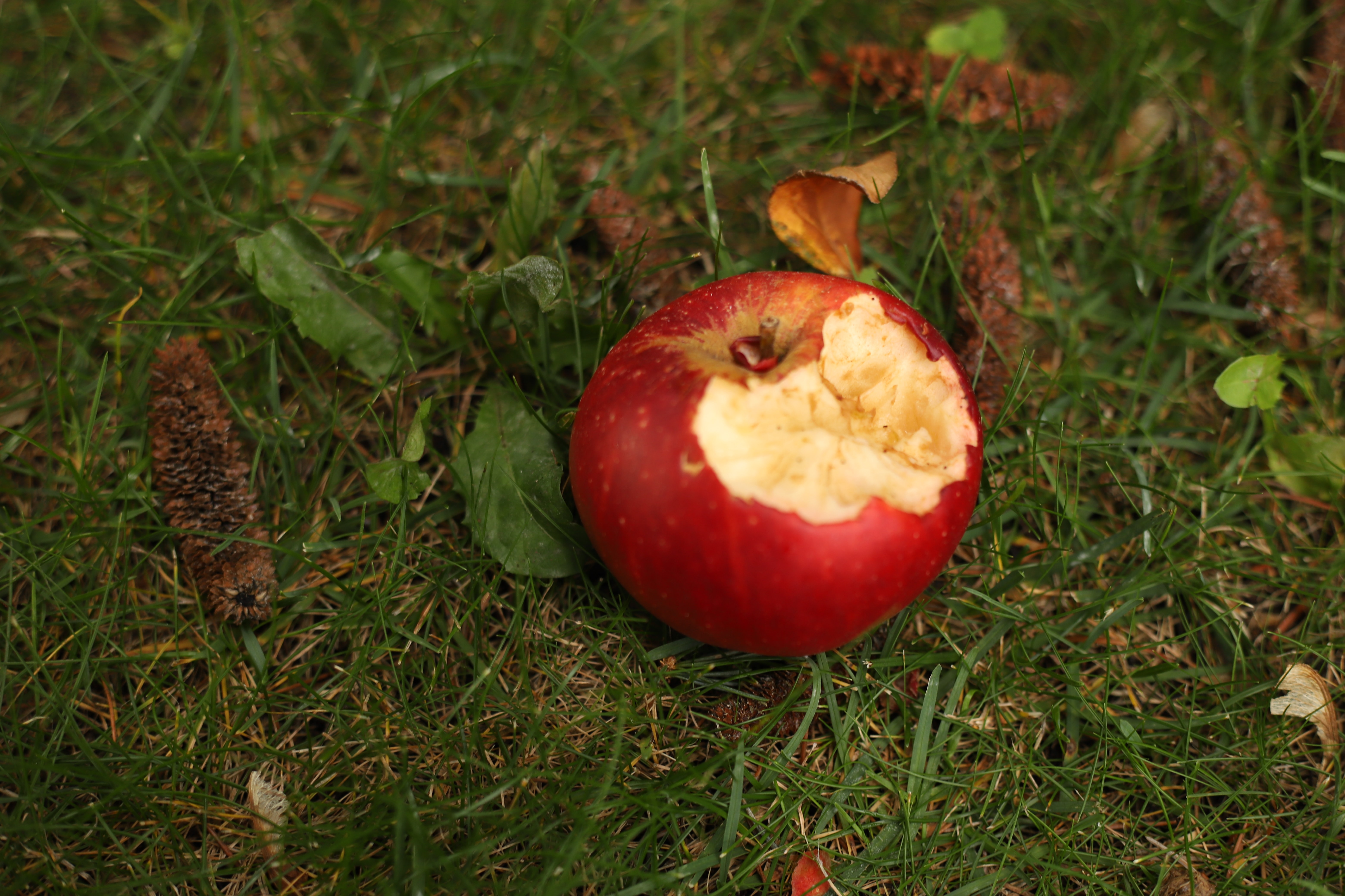 An eaten apple on grass