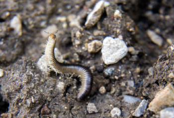 Bugs in compost