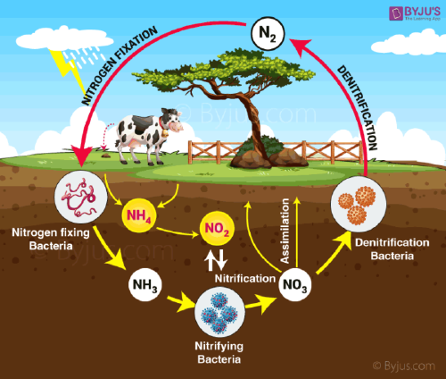 nitrogen cycle cycle of nitrogen