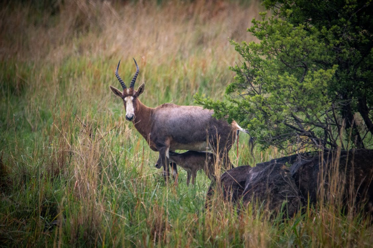 blesbok mother blesbok with offspring
