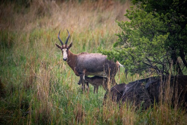 mother blesbok with offspring