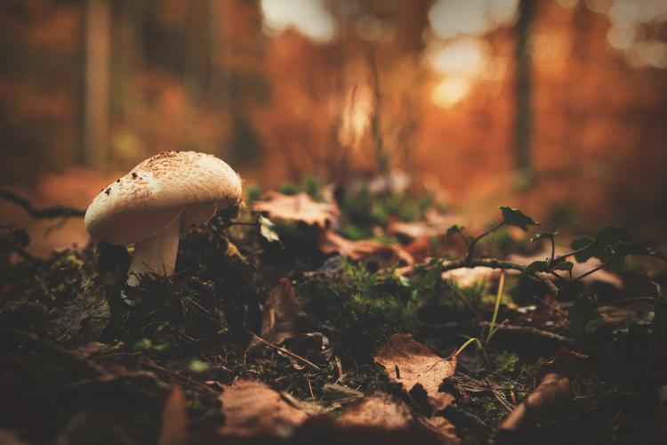 pexels-lumn-191037 pexels-lumn-191037
