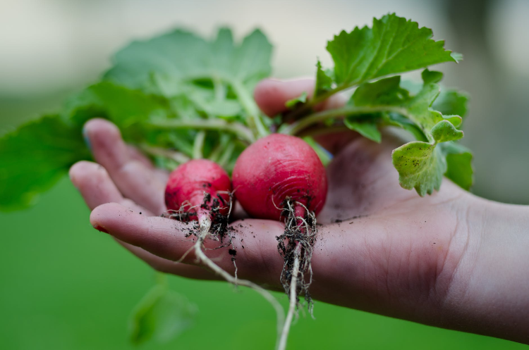 person holding two beetroots