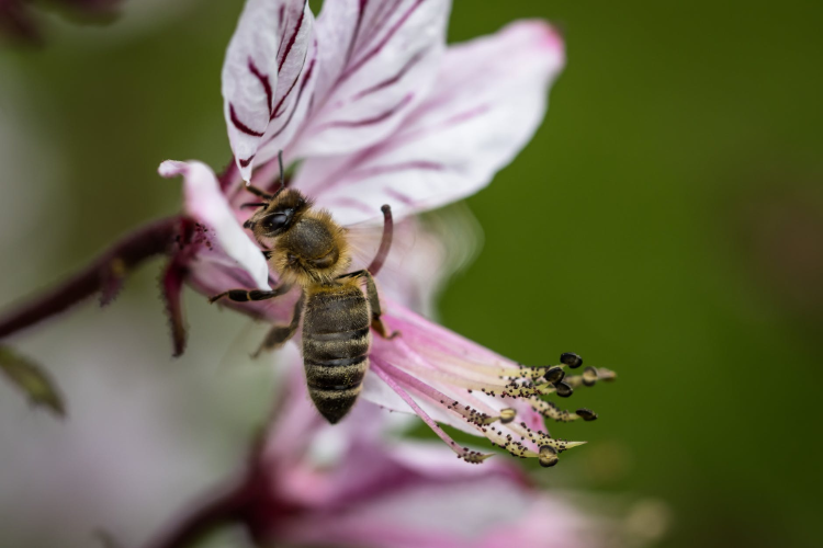 bee collectin pollen on beautiful flower