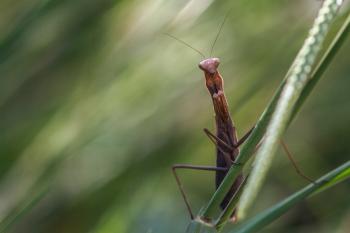 A Few Biodiversity Examples and How Are They Linked