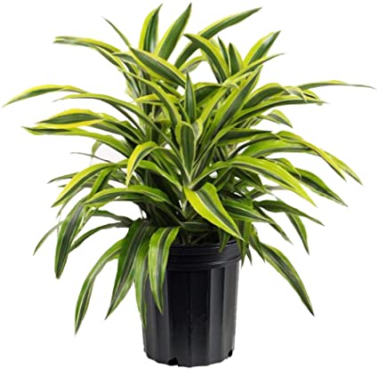 plant 2