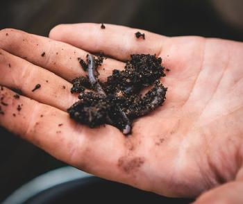 Vermiculture: How start with it and take care of your Worms