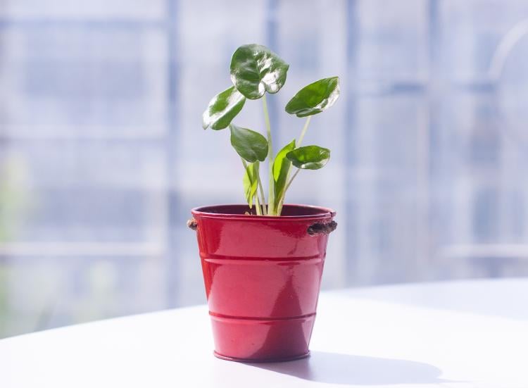 pexels-amelia-cui-8511088 pexels-amelia-cui-8511088