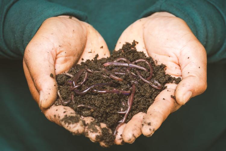 worms hands with worms