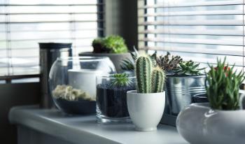 Eco Friendly Pots: Are They a Better Option than Common Pots?