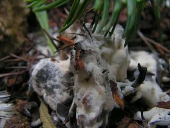 Mushrooms Growing In My Compost Bin? Good or Bad?