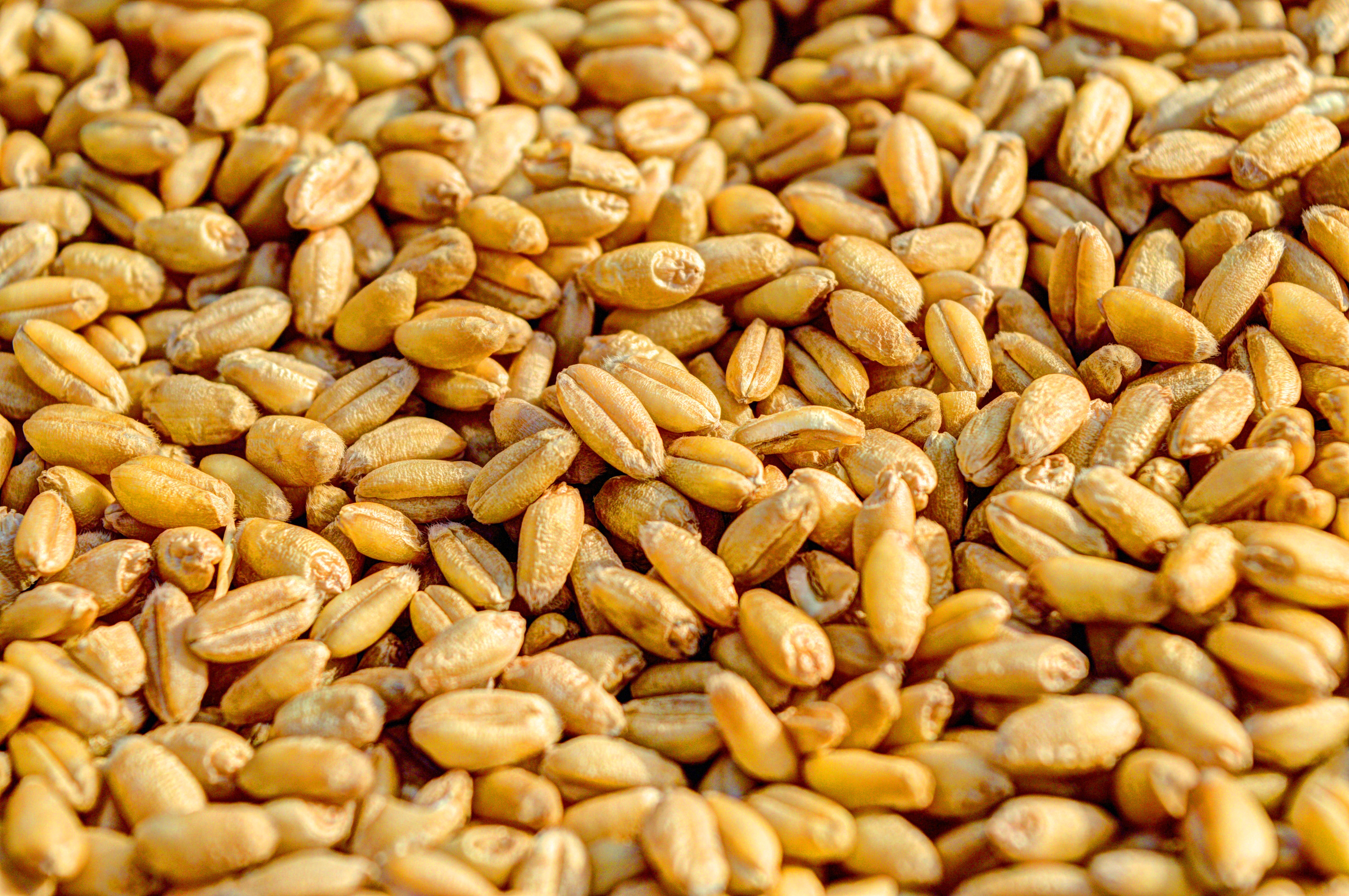 Wheat grains containing gluten