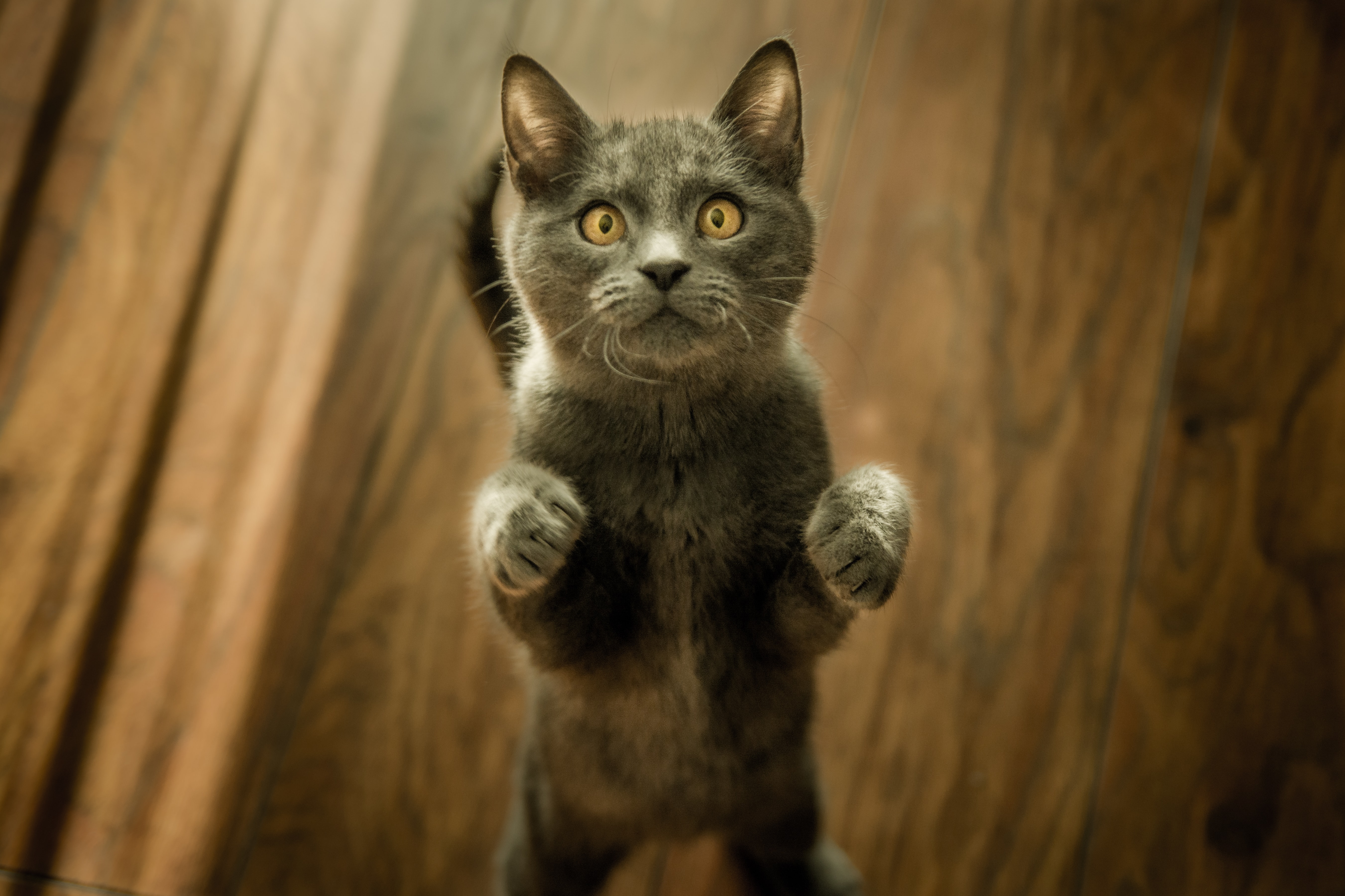 A grey cat standing on two legs looking at the camera