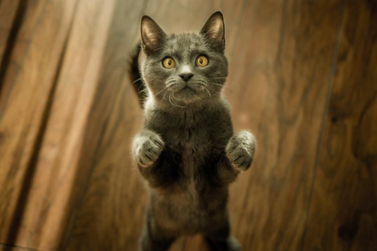 A grey cat standing on two legs looking at the camera A grey cat standing on two legs looking at the camera