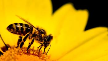 picture of a bee pooring nectar on a flower