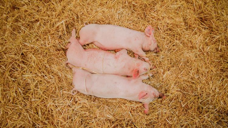 Pigglets cuddling Pigglets cuddling