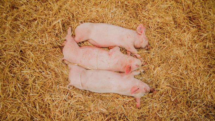 Pigglets cuddling