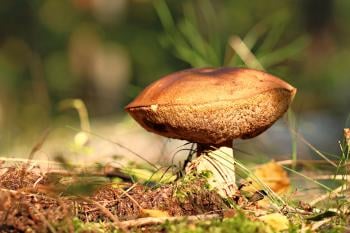 Is Mushroom Compost Acidic? Don't miss this article to know the answer!