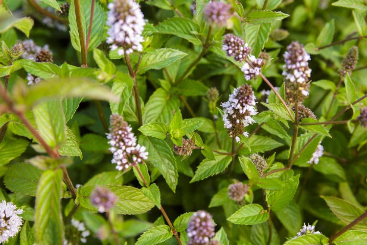 A1dDOyZE7kL A1dDOyZE7kL