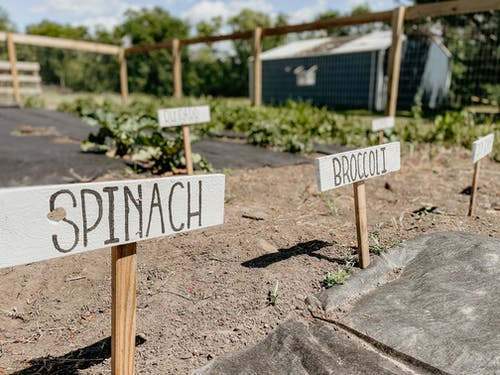 signals over a vegetable garden