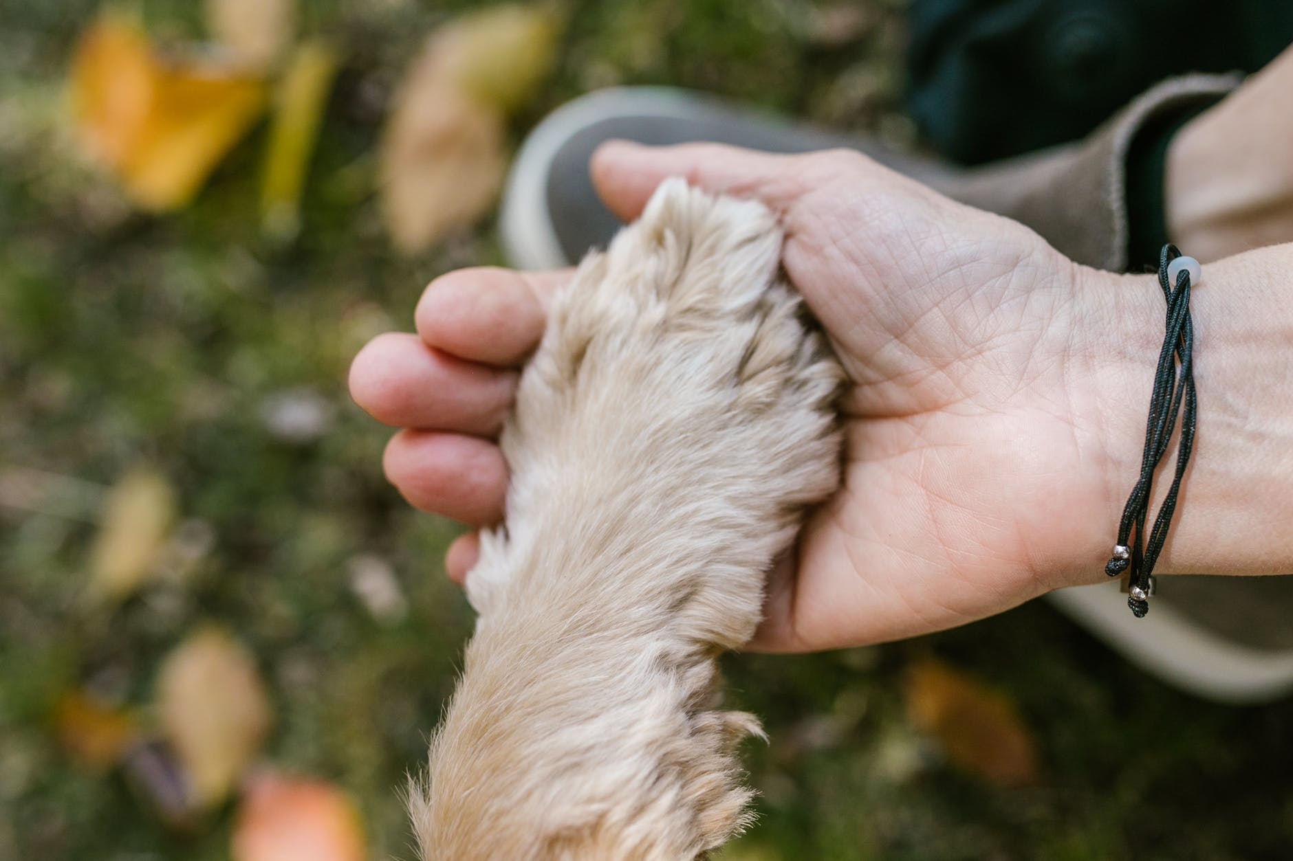 person holding a dog\'s paw