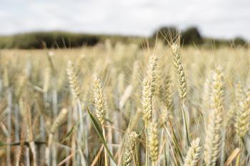 Wheat field
