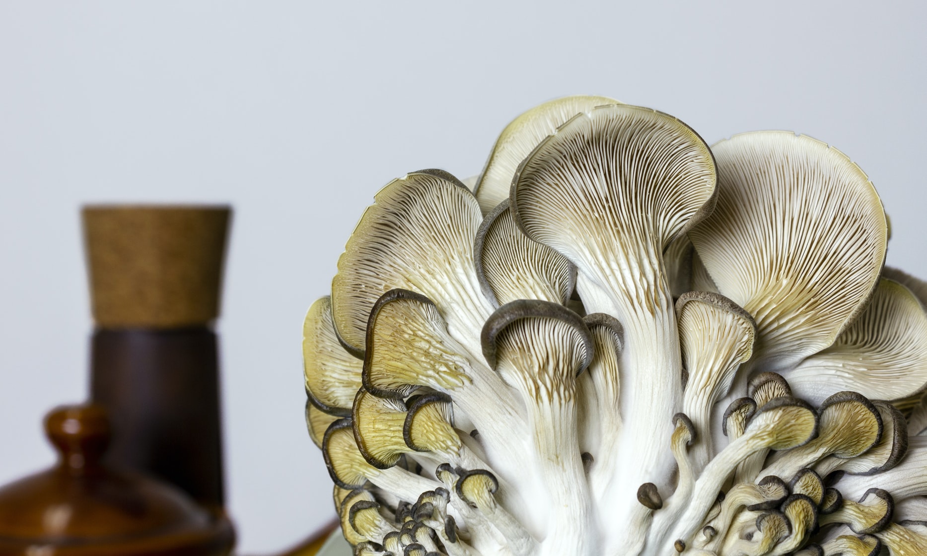 7 of the Best Mushroom Kits to Grown your Own at Home