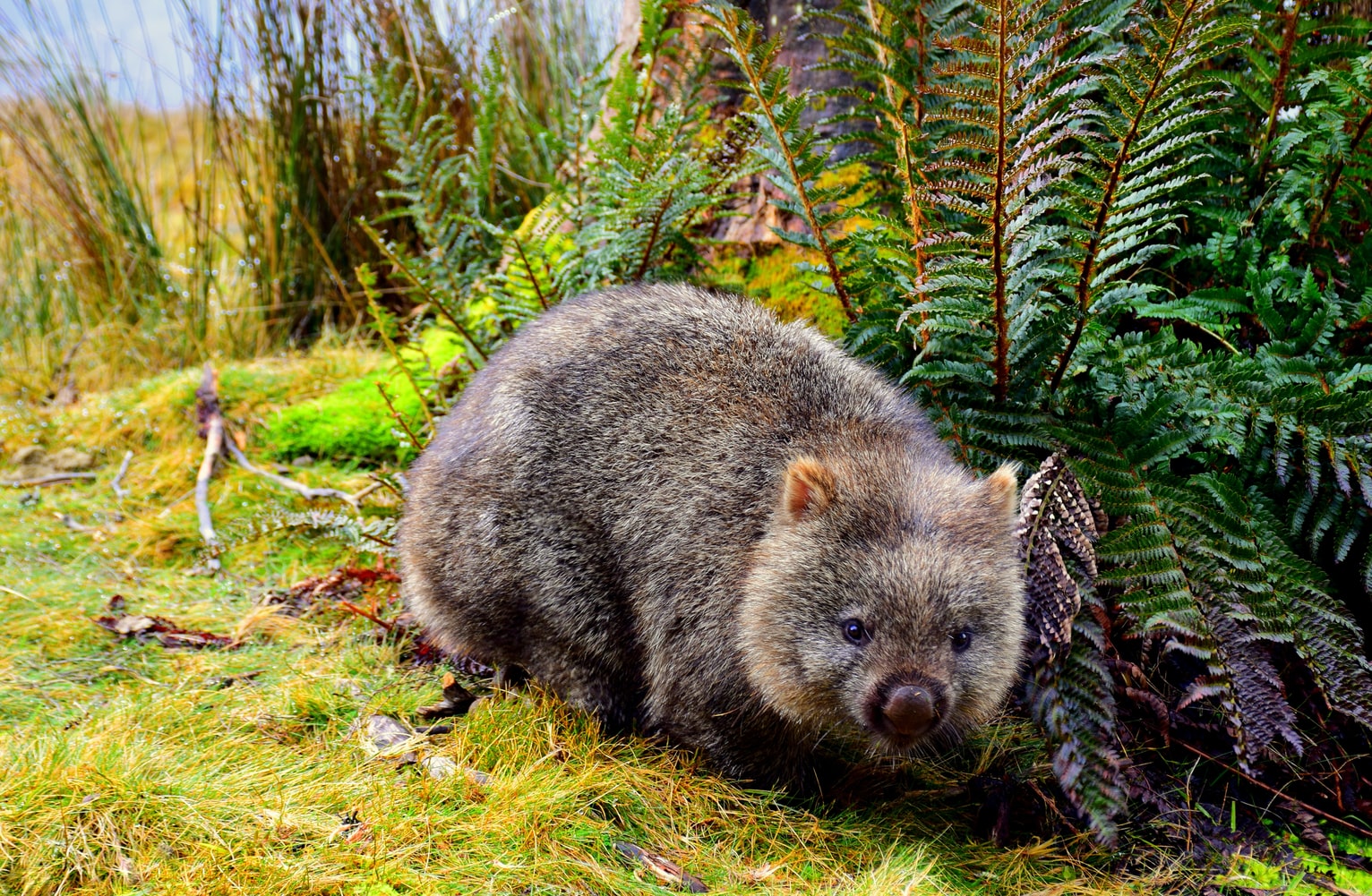 Wombat in Cradle Mountain Australia