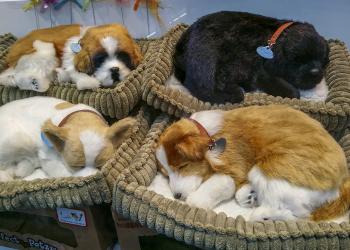 Pets Home: Best Beds and Lounges for Your Furry Buddy! 