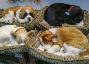 Pets Home: Best Beds and Lounges for Your Furry Buddy!