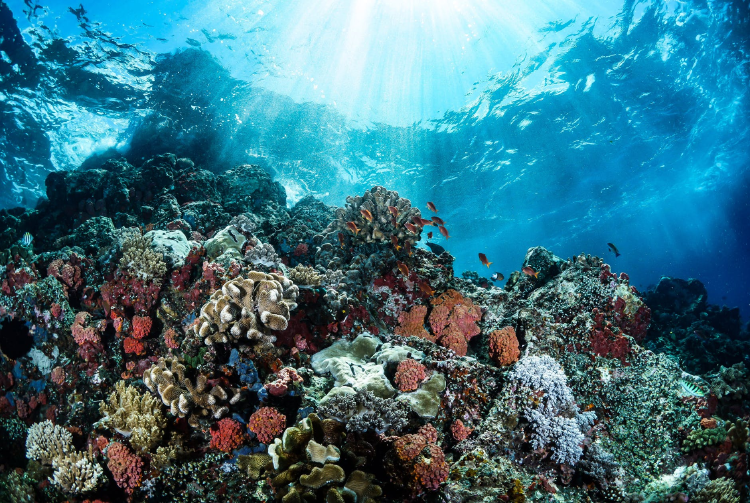 photo from above of a coral reef in Indonesia