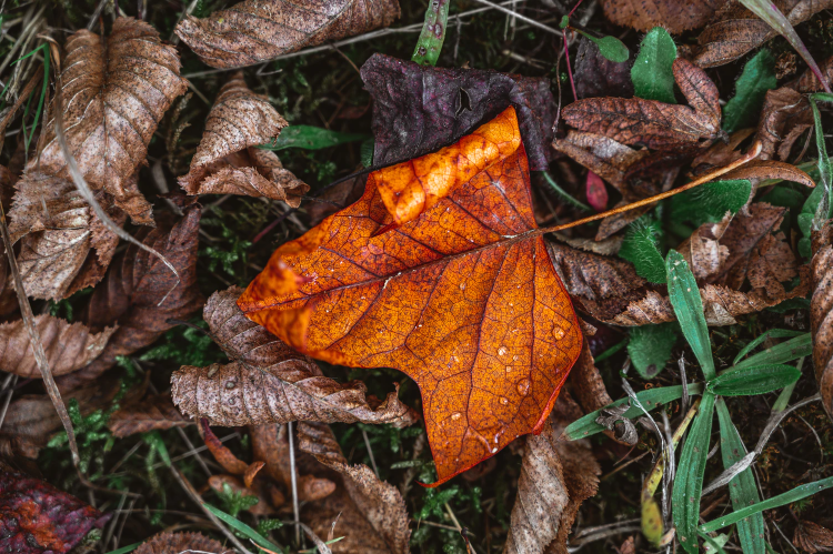 maple leaf maple leaf on brown dried leaves