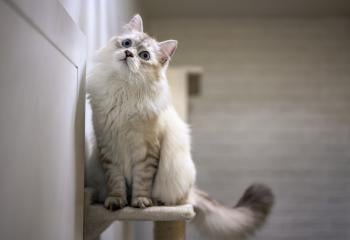 Cats will love them: 8 Eco-friendly Cat Scratchers