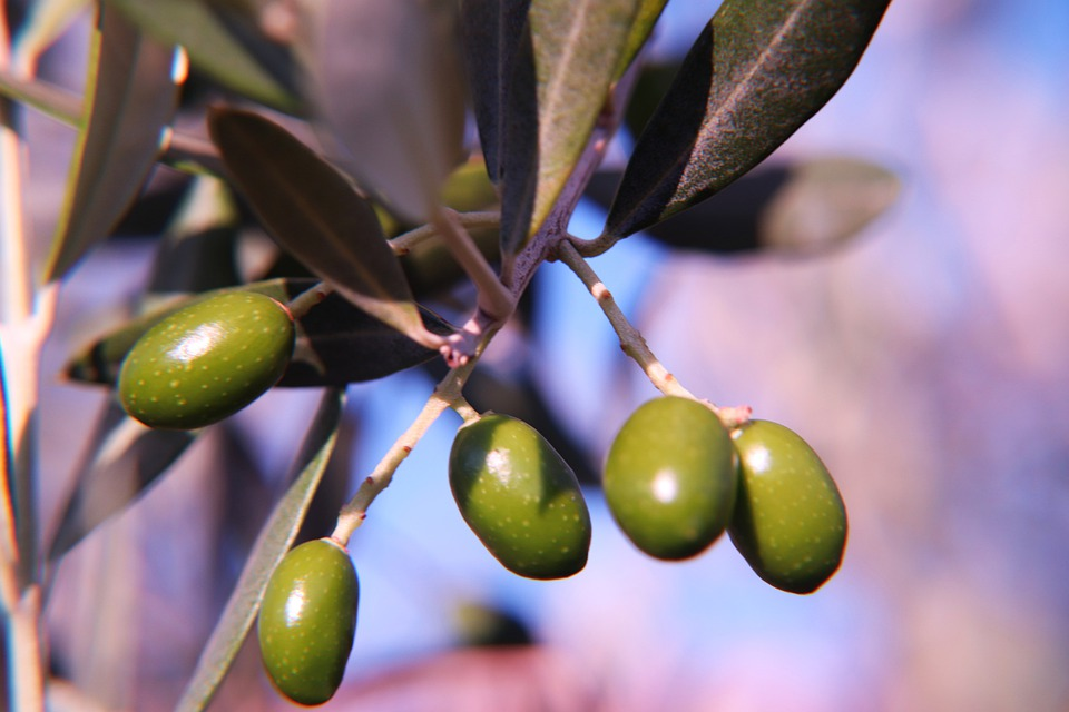 green olives over branch