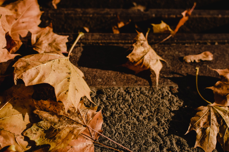 brown dreid leaves