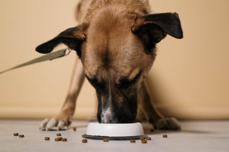 dog eating dry food from a plate