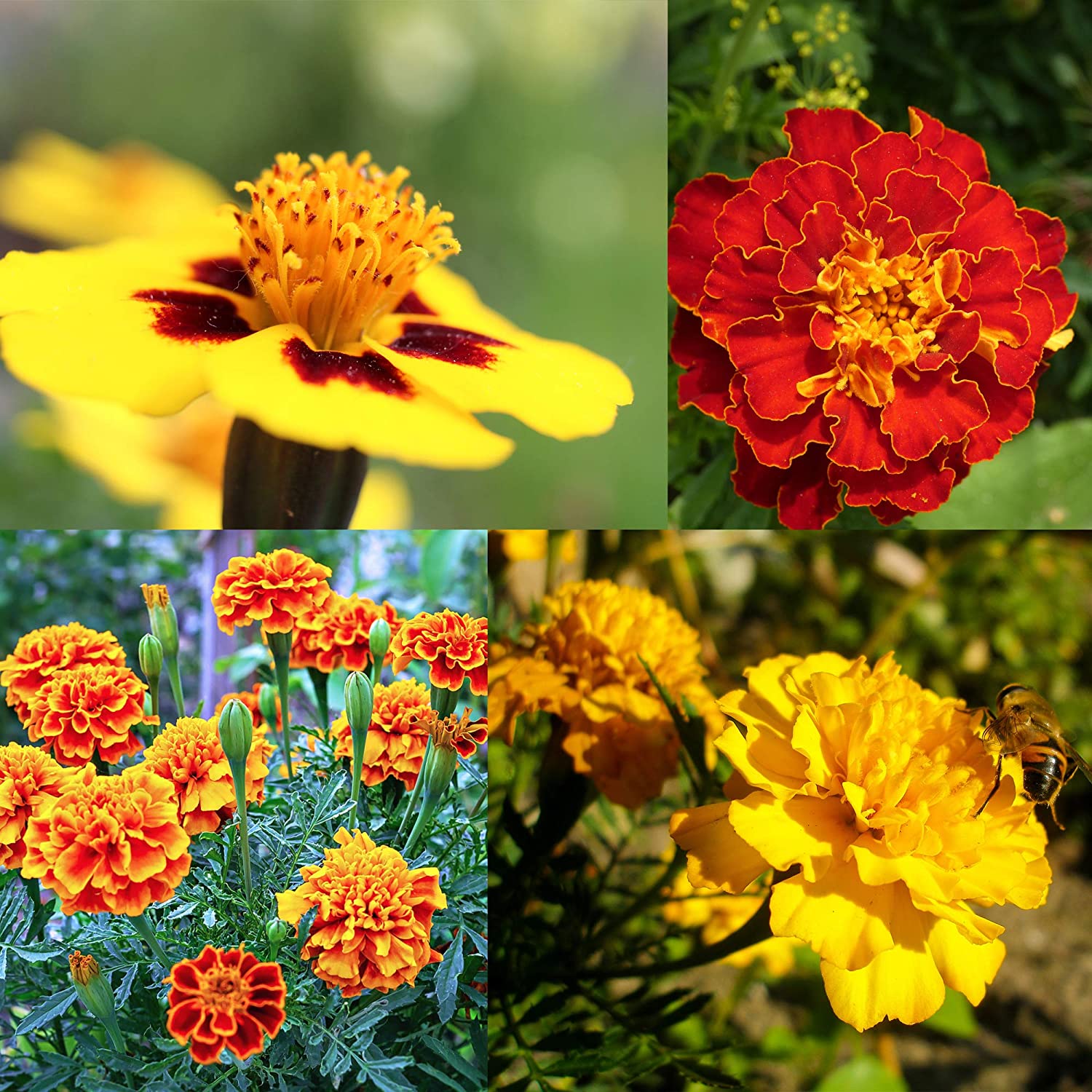 Flower Seeds: The Best Options For A Beautiful Garden | Sustainable ...