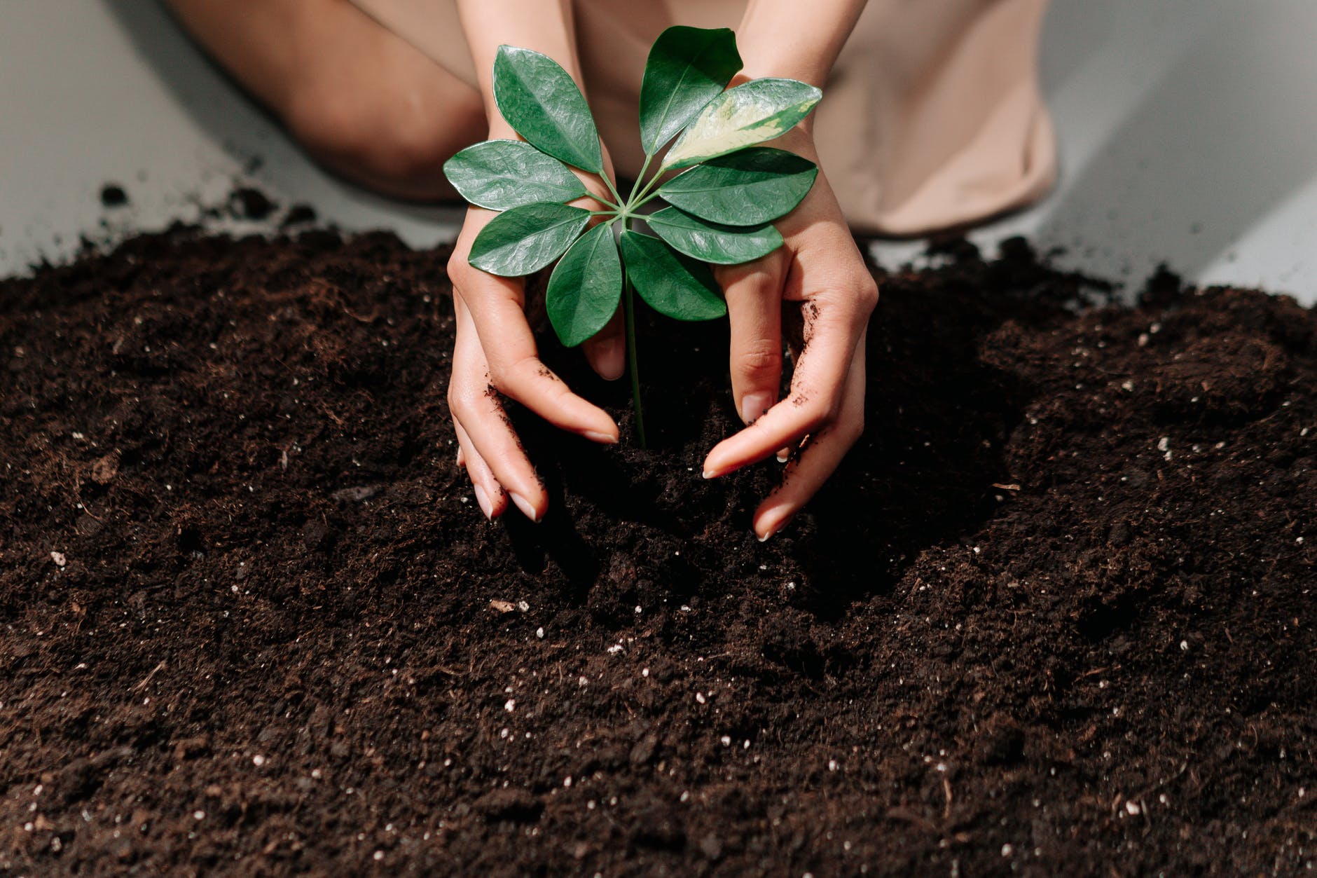 person holding green plant with soil 