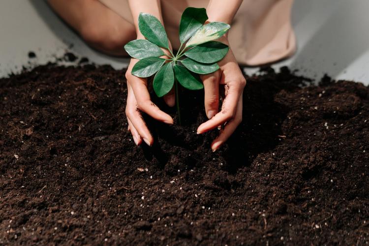 person holding green plant with soil 