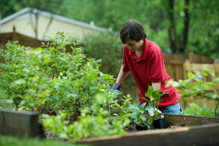 a boy checking the compost a boy checking the compost