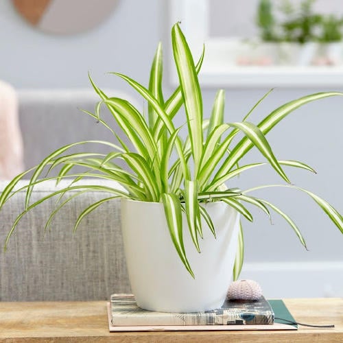 plant 8 plant