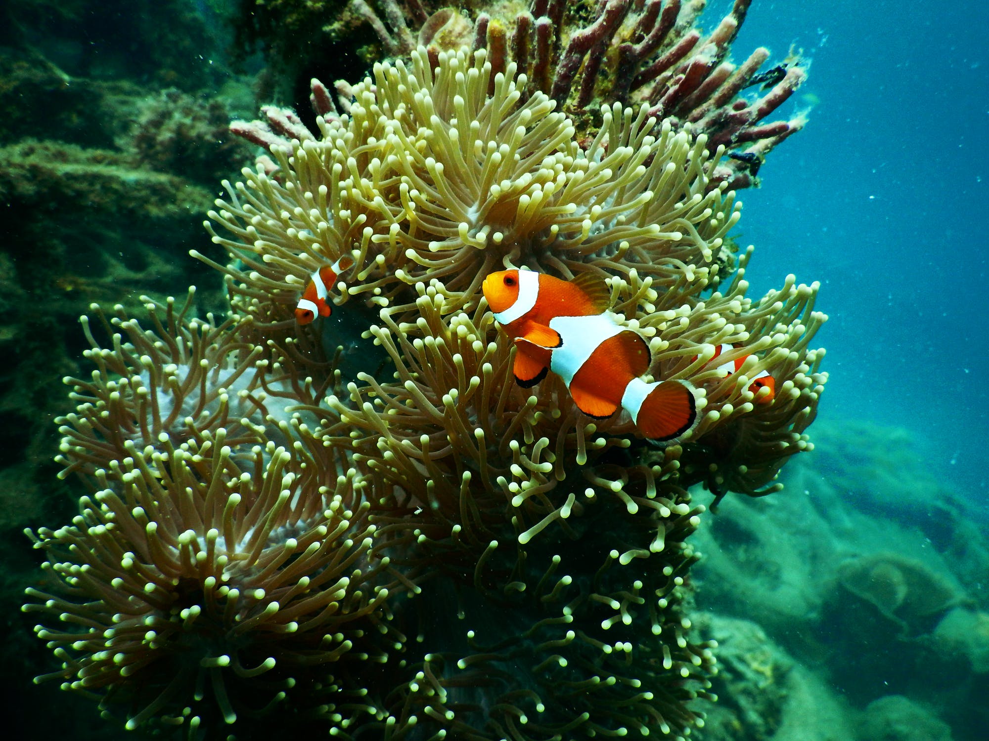 Nursery fish on coral