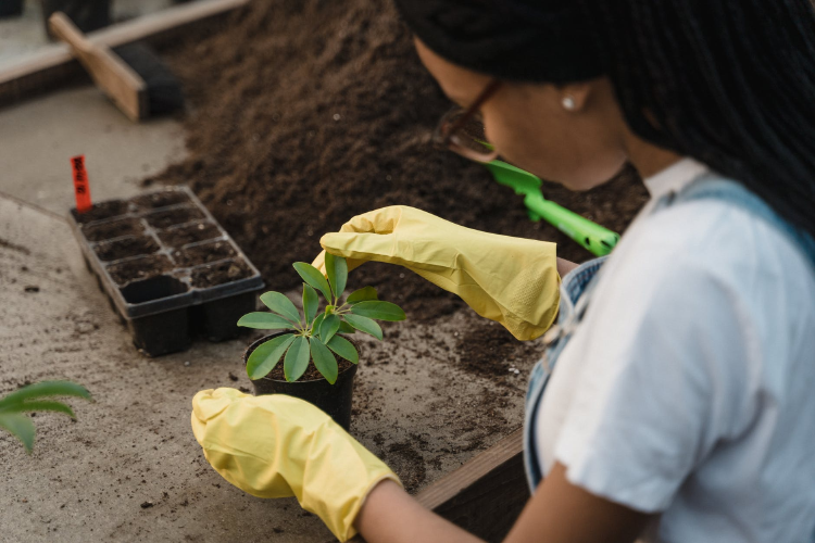 gardening woman in white t-shirt and yellow gloves holding green plant