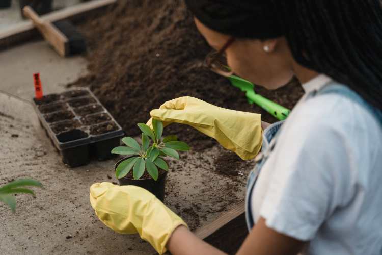 woman in white t-shirt and yellow gloves holding green plant