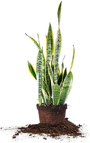 plant 1 plant