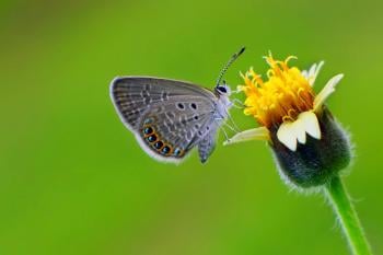 butterfly perched on flower