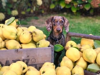 How to Start Your Own Pet Pantry: Learn All About Them