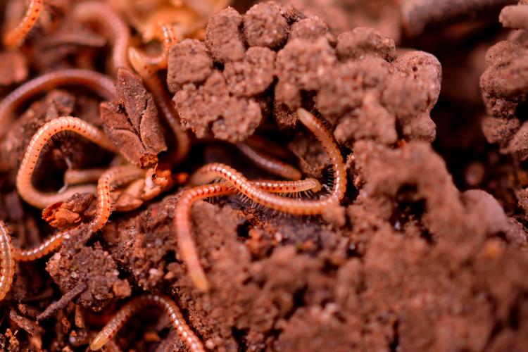 a picture of worms in dirt a picture of worms in dirt